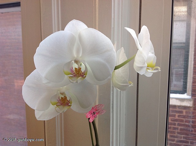 Orkidelerin Sudan Fazla Sevdii ecekler Olabilir!